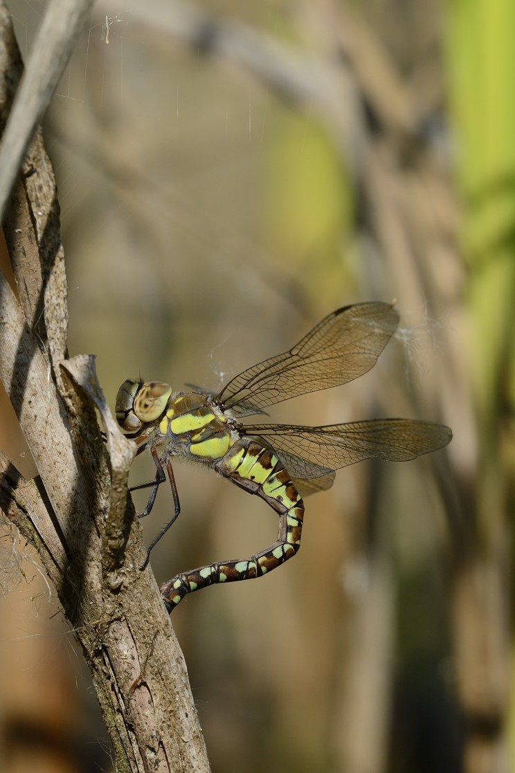 Aeshna mixta in deposizione